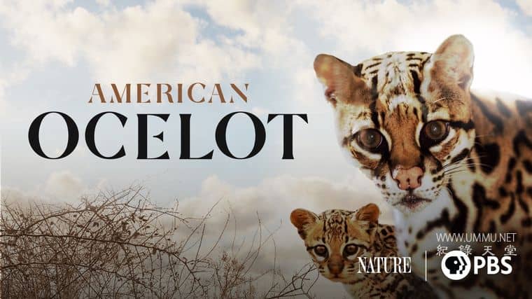 美国豹猫 American Ocelot