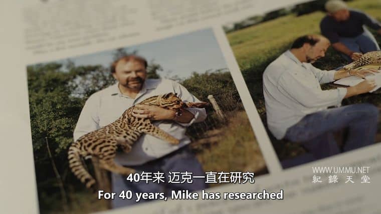 美国豹猫 American Ocelot