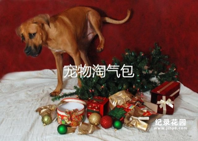 探索频道萌宠纪录片《宠物淘气包》全5集 720P/1080i高清纪录片资源百度云盘下载