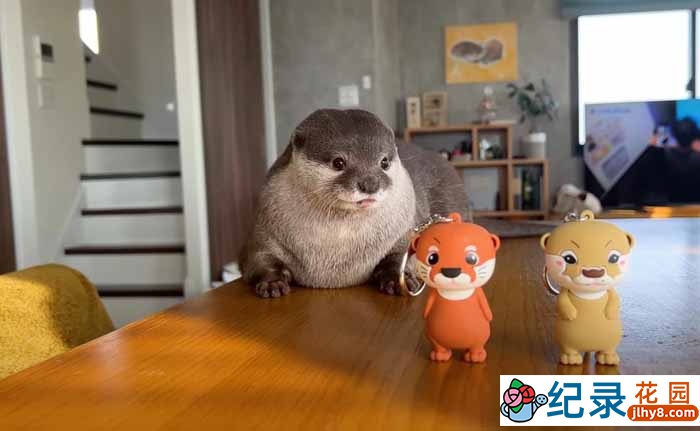 萌宠纪录片《水獭小太郎》第1季原版无字 1080高清自媒体解说素材百度云盘下载