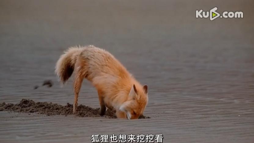 阿拉斯加：荒野的精神 Alaska: Spirit of the Wild