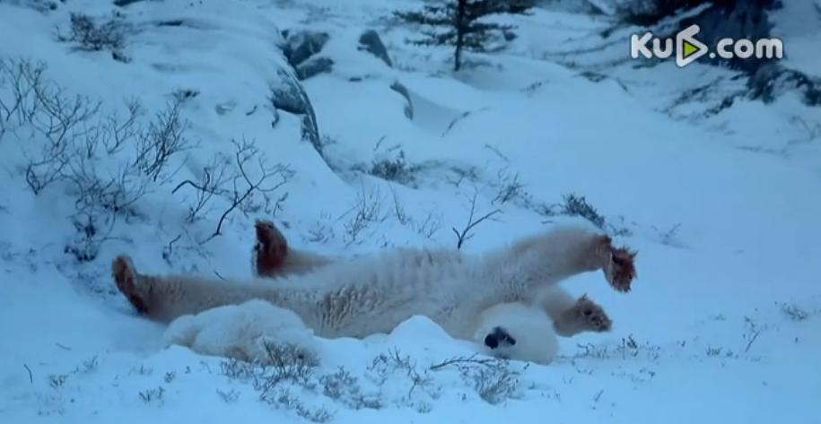 阿拉斯加：荒野的精神 Alaska: Spirit of the Wild