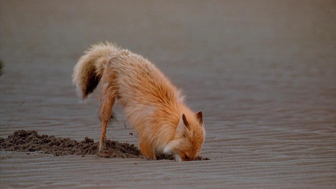 阿拉斯加：荒野的精神 Alaska: Spirit of the Wild