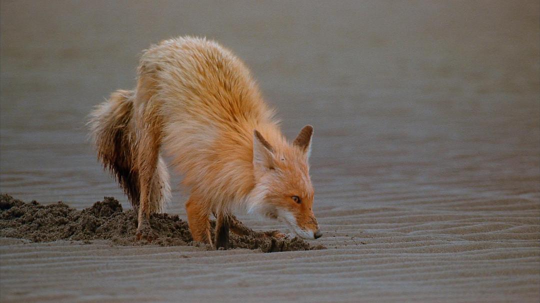 阿拉斯加：荒野的精神 Alaska: Spirit of the Wild