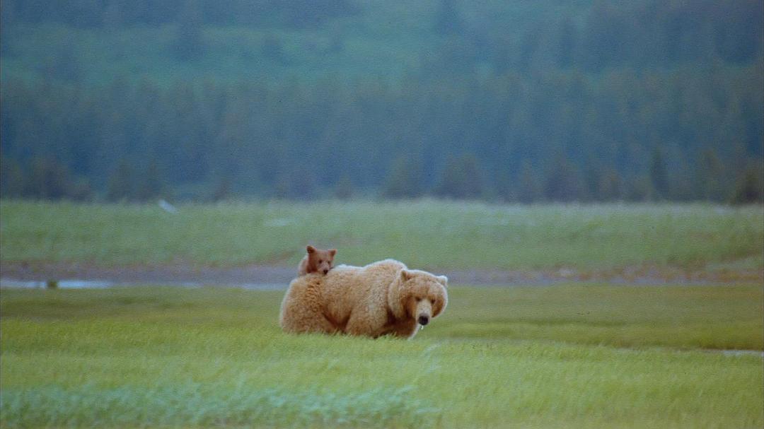 阿拉斯加：荒野的精神 Alaska: Spirit of the Wild
