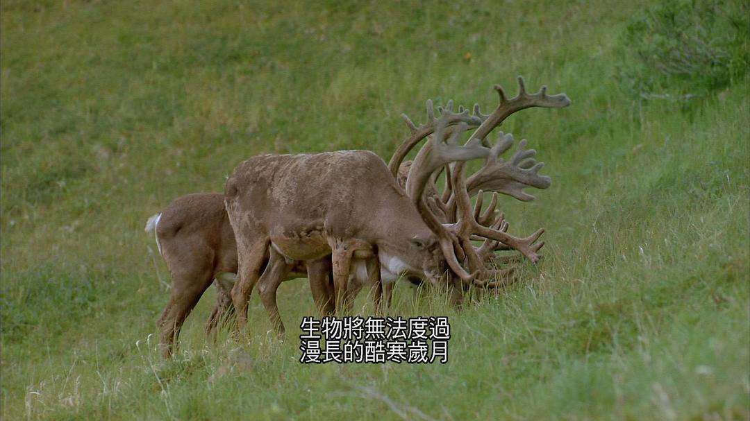 阿拉斯加：荒野的精神 Alaska: Spirit of the Wild