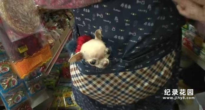 趣味动物行为纪录片《TV动物农场 短视频版》第1季中字 1080高清纪录片解说素材百度云盘下载