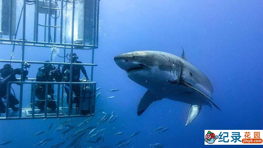 探索频道鲨鱼研究纪录片《鲨鱼周 2019 Shark Week》全19集中字 纪录片解说素材百度云盘下载 1080/MP4/50G