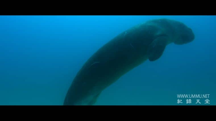 阿利克和阿尔伯特 Alick and Albert