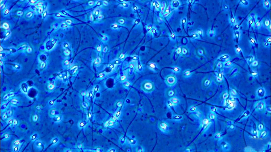 人体奥秘 Inside the Human Body