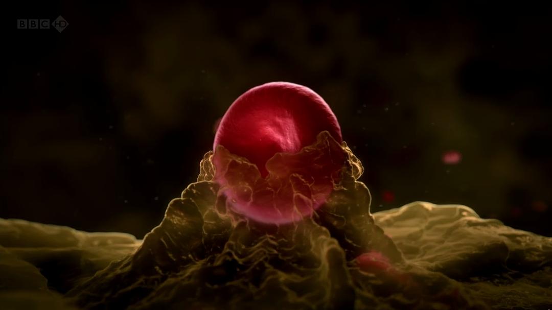 人体奥秘 Inside the Human Body