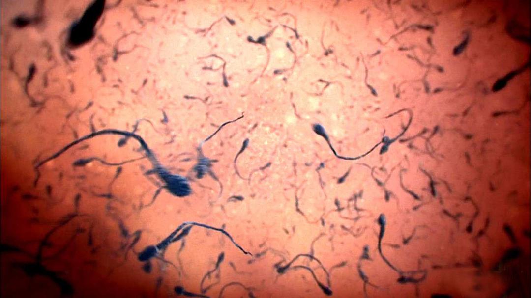 人体奥秘 Inside the Human Body