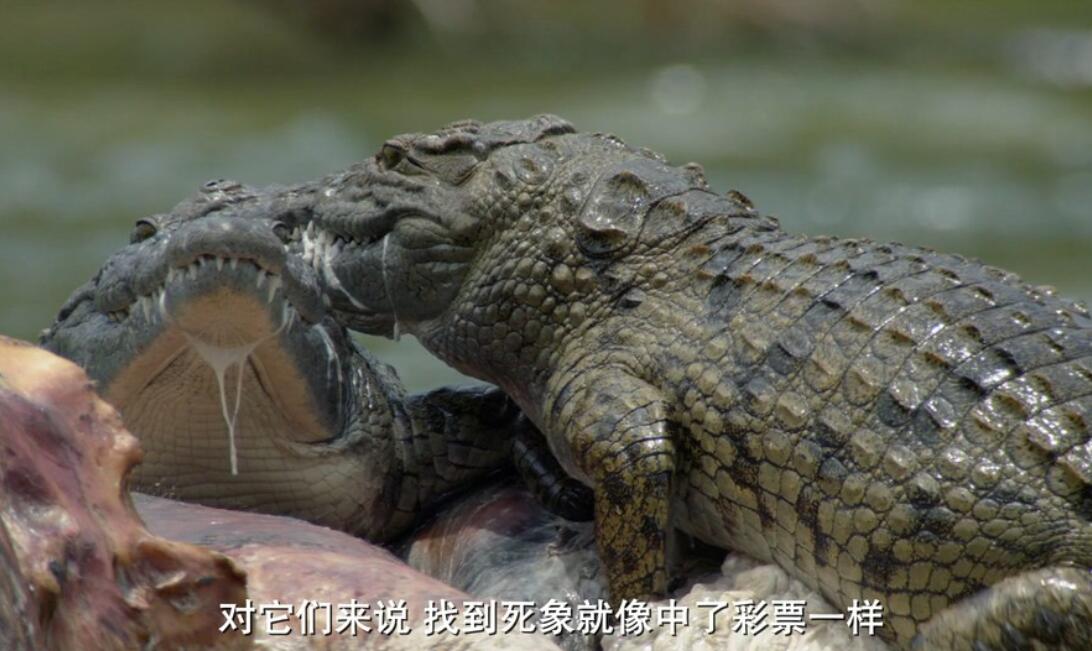 维多利亚瀑布：非洲的伊甸园 Victoria Falls: Africa's Garden of Eden