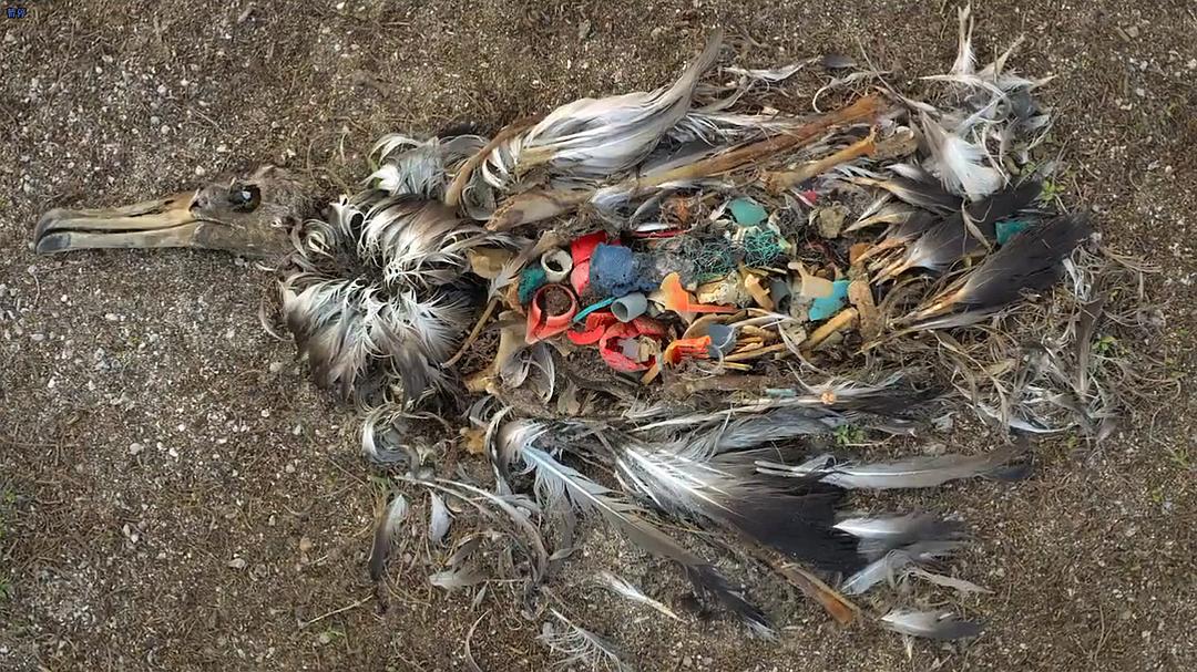 塑料海洋 A Plastic Ocean