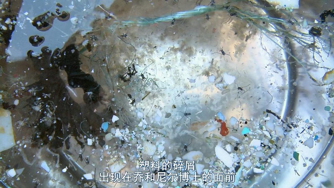 塑料海洋 A Plastic Ocean