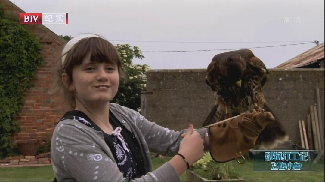 动物打工记 Animals at Work