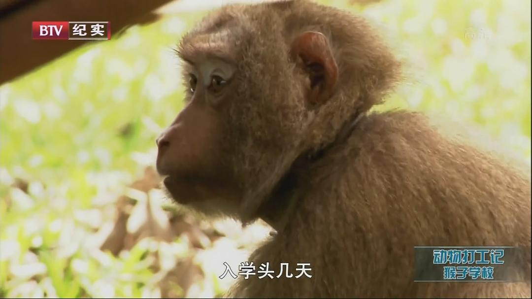 动物打工记 Animals at Work