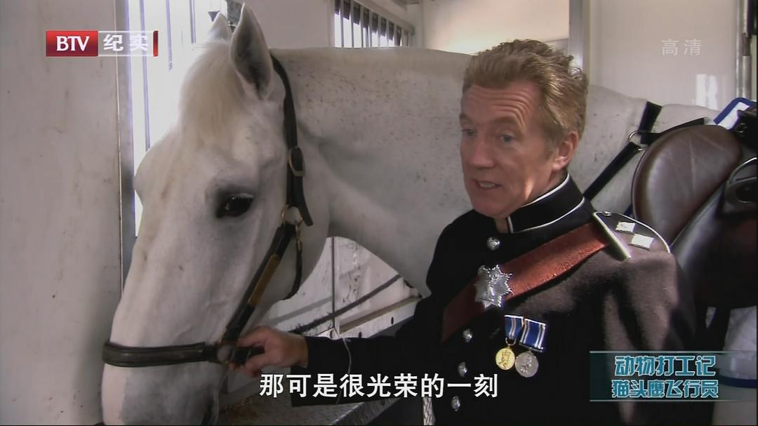 动物打工记 Animals at Work