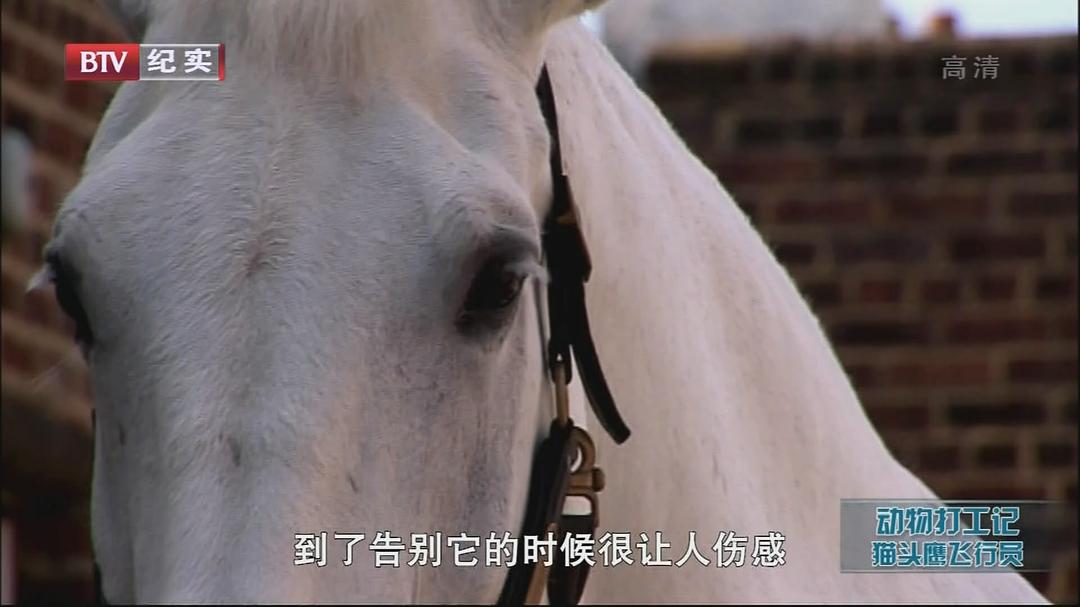 动物打工记 Animals at Work