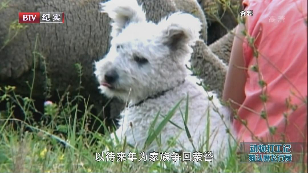 动物打工记 Animals at Work