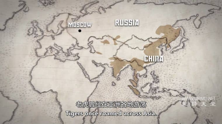 安巴：俄罗斯之虎 Amba: The Russian Tiger