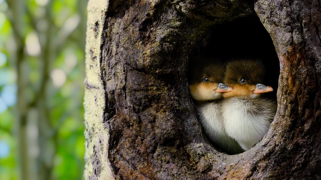 小小世界 第二季 Tiny World Season 2