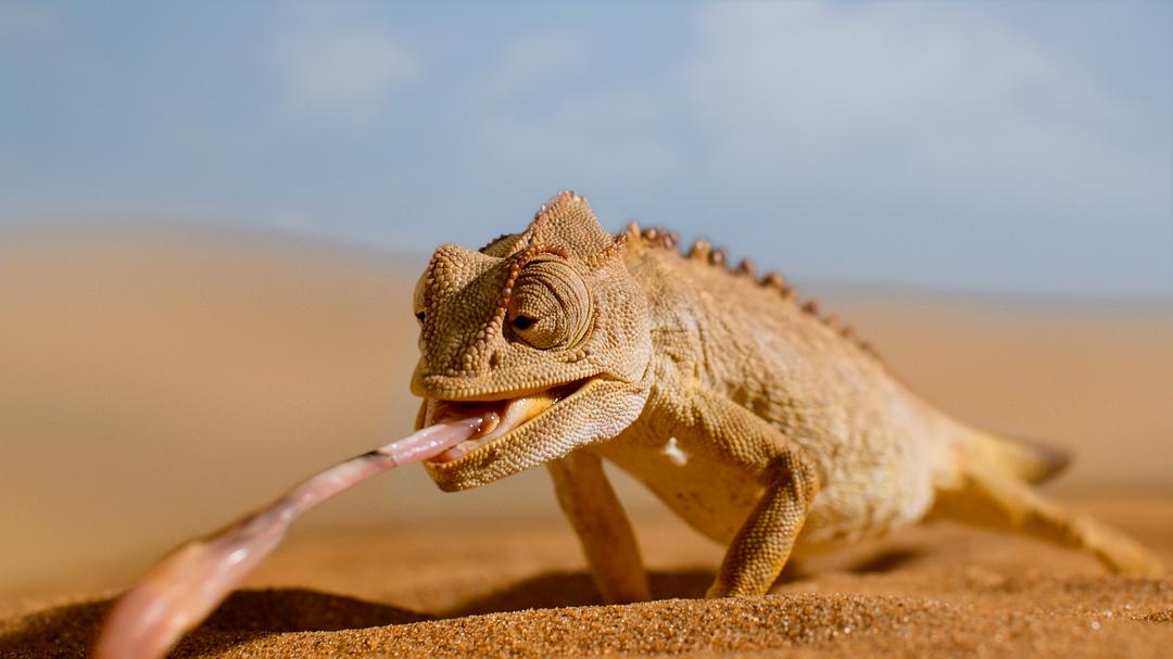 小小世界 第二季 Tiny World Season 2