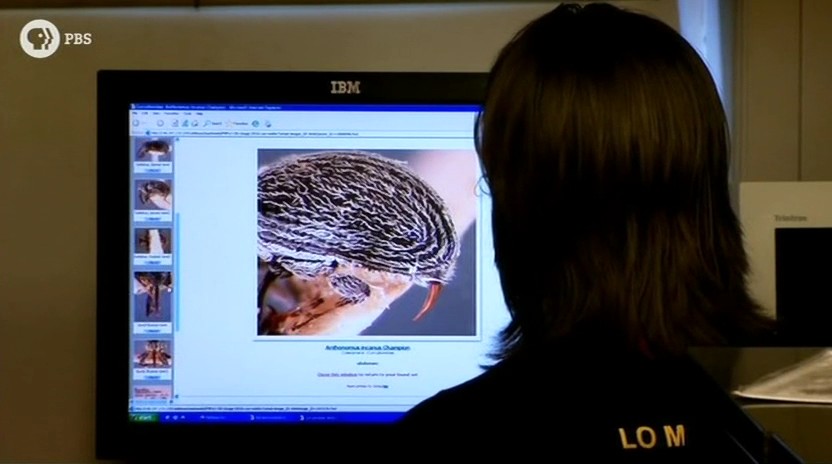 蚂蚁专家 Lord of the Ants