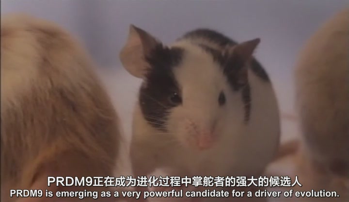 基因密码 The Gene Code