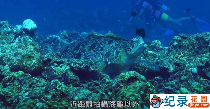 PTS拯救海龟纪录片《平安龟》全1集中字 4K高清纪录片资源百度云盘下载