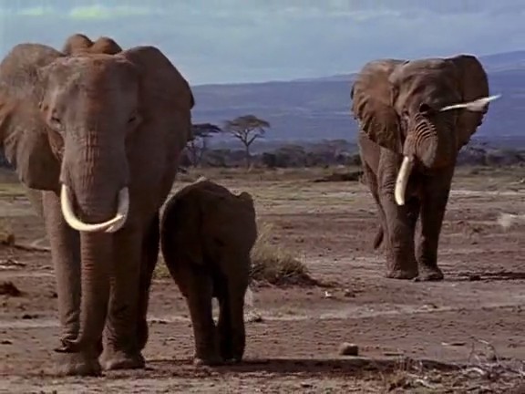 国家地理百年纪念典藏：与象共舞 Coming of Age with Elephants