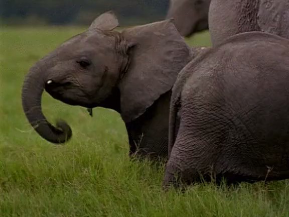 国家地理百年纪念典藏：与象共舞 Coming of Age with Elephants