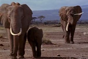 国家地理百年纪念典藏：与象共舞 Coming of Age with Elephants