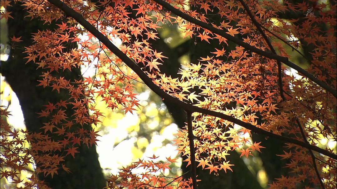 京都寻声 京都音めぐり