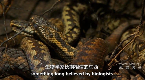 圣经中的动物 Animals Of The Bible