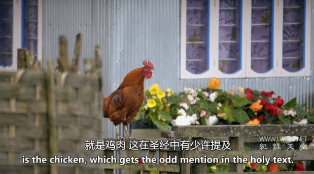 圣经中的动物 Animals Of The Bible