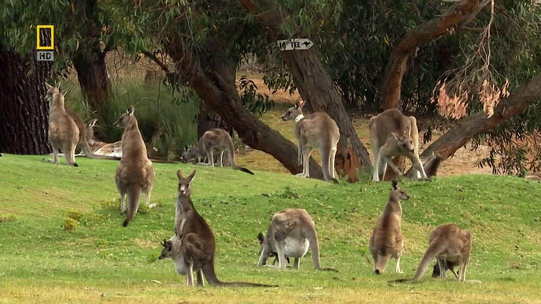 国家地理 袋鼠骚动 National Geographic Kangaroo Kaos
