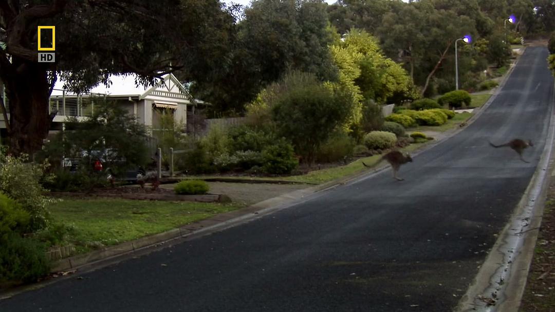 国家地理 袋鼠骚动 National Geographic Kangaroo Kaos