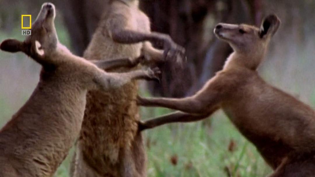 国家地理 袋鼠骚动 National Geographic Kangaroo Kaos