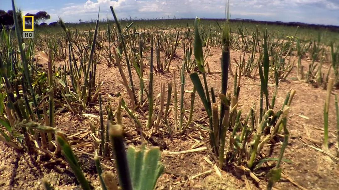 国家地理 袋鼠骚动 National Geographic Kangaroo Kaos