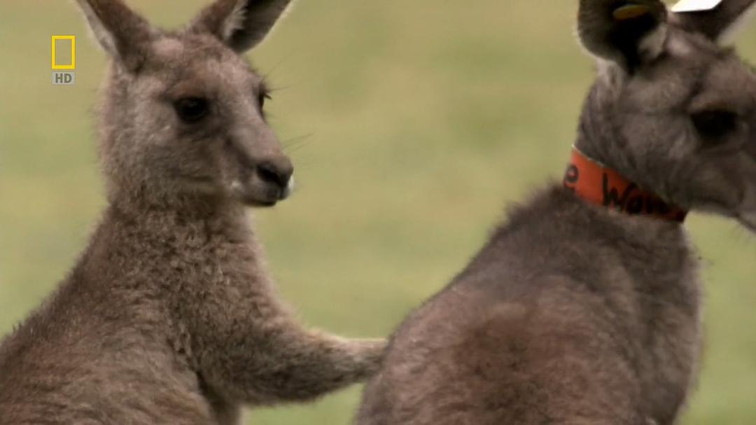 国家地理 袋鼠骚动 National Geographic Kangaroo Kaos