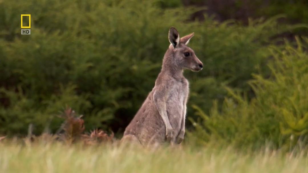 国家地理 袋鼠骚动 National Geographic Kangaroo Kaos