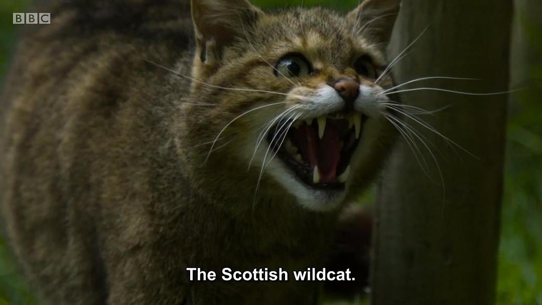 高地：苏格兰狂野之心 第一季 Highlands: Scotland's Wild Heart Season 1