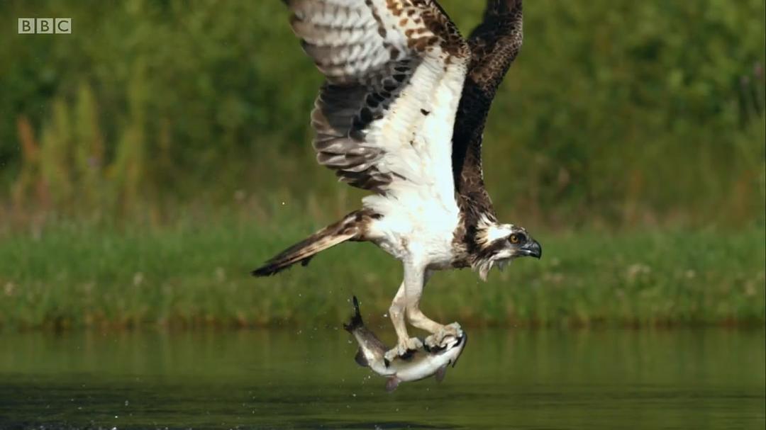 高地：苏格兰狂野之心 第一季 Highlands: Scotland's Wild Heart Season 1