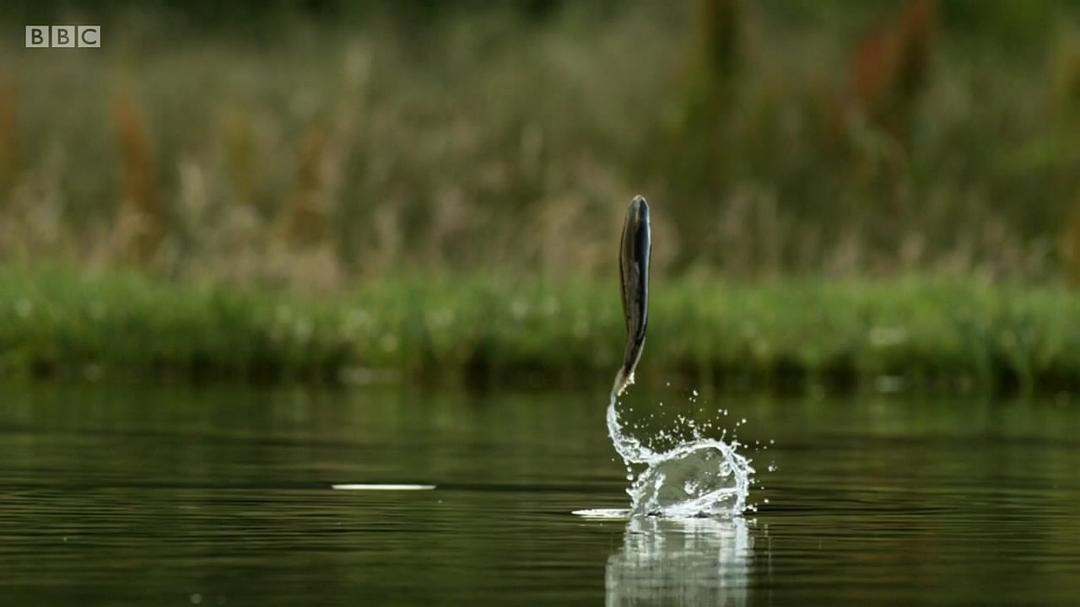 高地：苏格兰狂野之心 第一季 Highlands: Scotland's Wild Heart Season 1