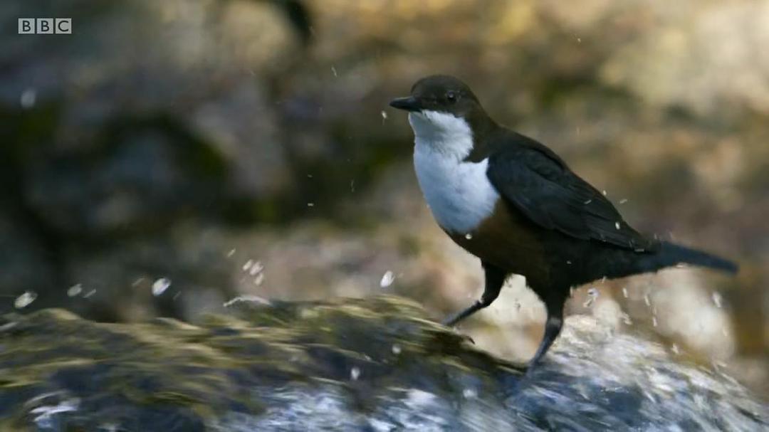 高地：苏格兰狂野之心 第一季 Highlands: Scotland's Wild Heart Season 1
