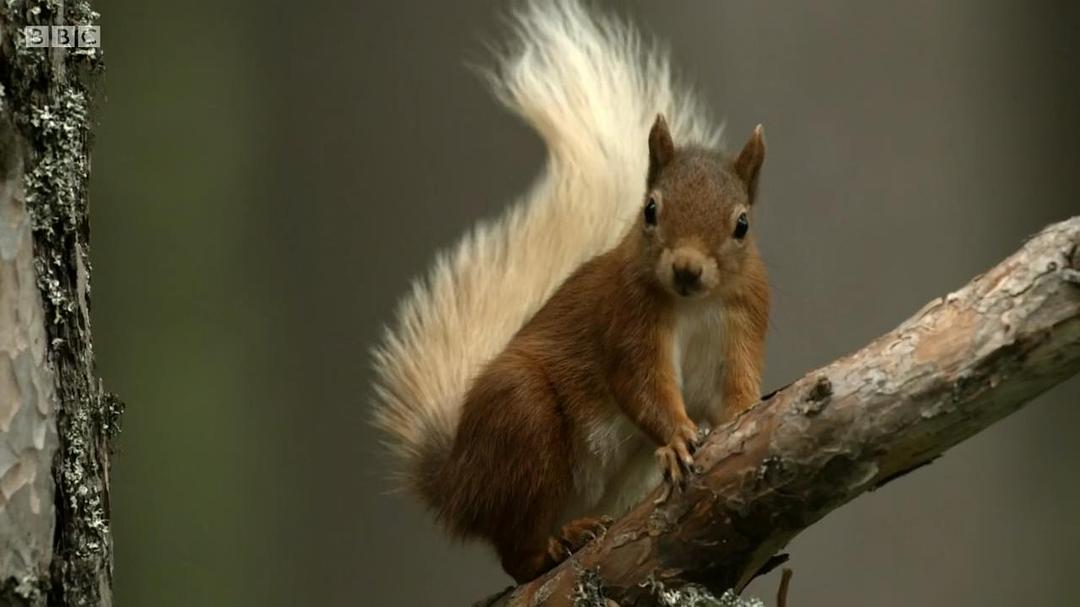 高地：苏格兰狂野之心 第一季 Highlands: Scotland's Wild Heart Season 1