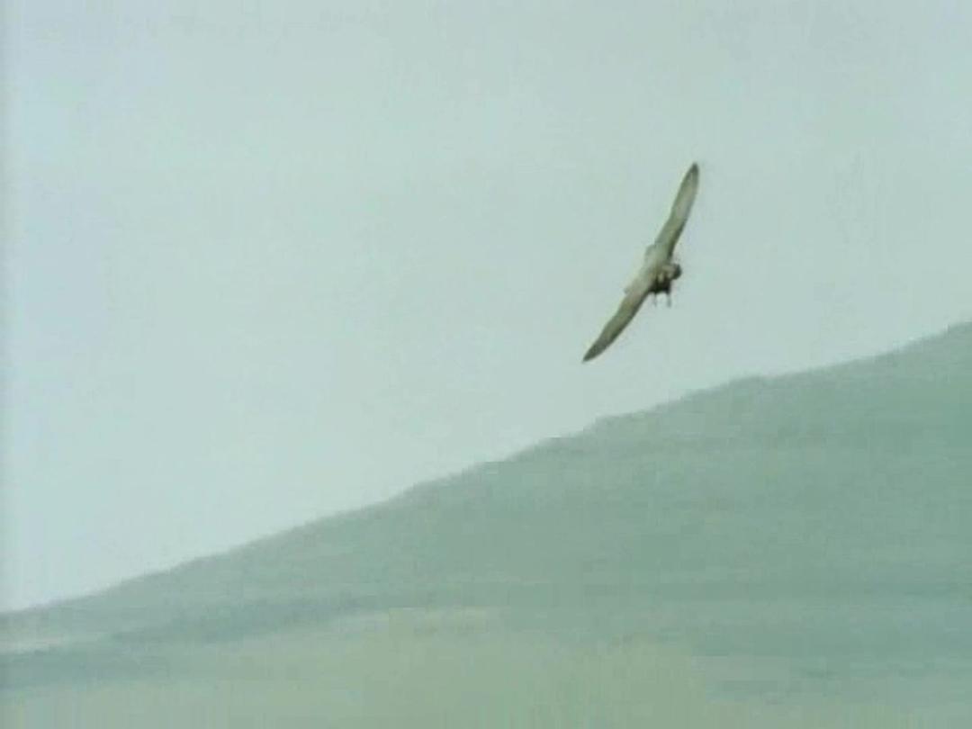 野鸟世界 The Life of Birds