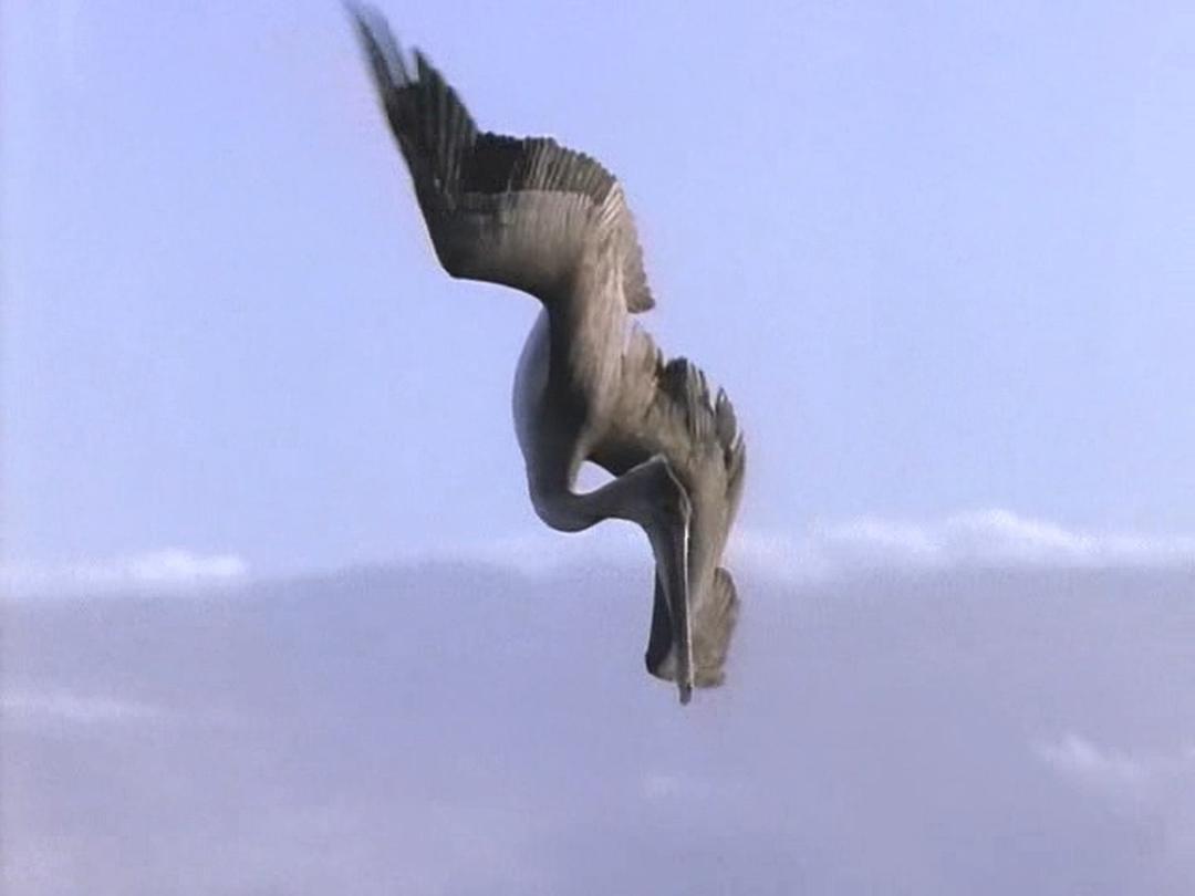 野鸟世界 The Life of Birds