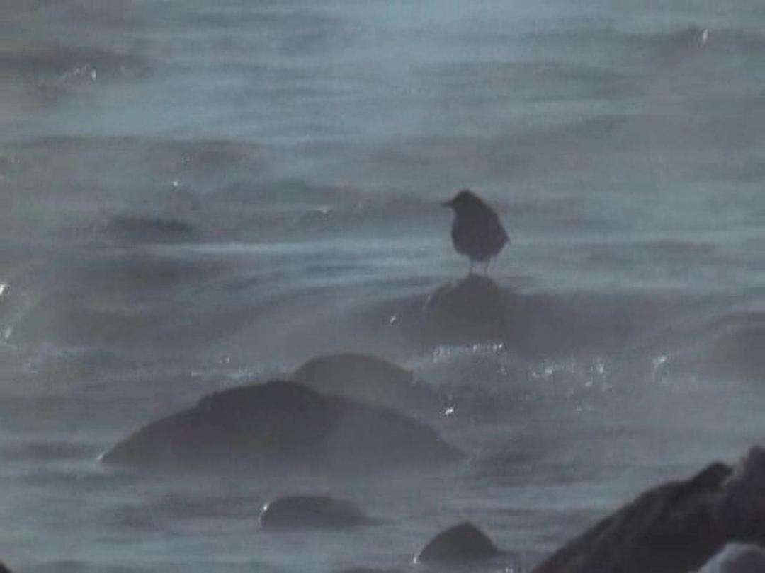 野鸟世界 The Life of Birds